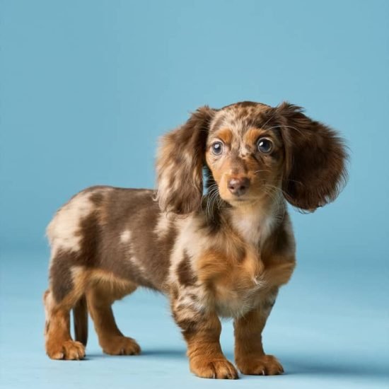 WhatsApp Image 2025-09-03 at 3.08.24 AM